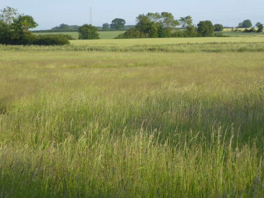 2KG Meadow Hay - Image 3